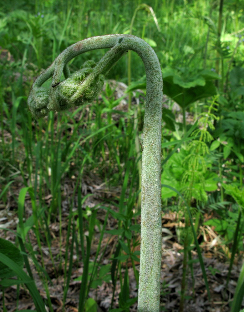 Изображение особи Pteridium pinetorum ssp. sajanense.