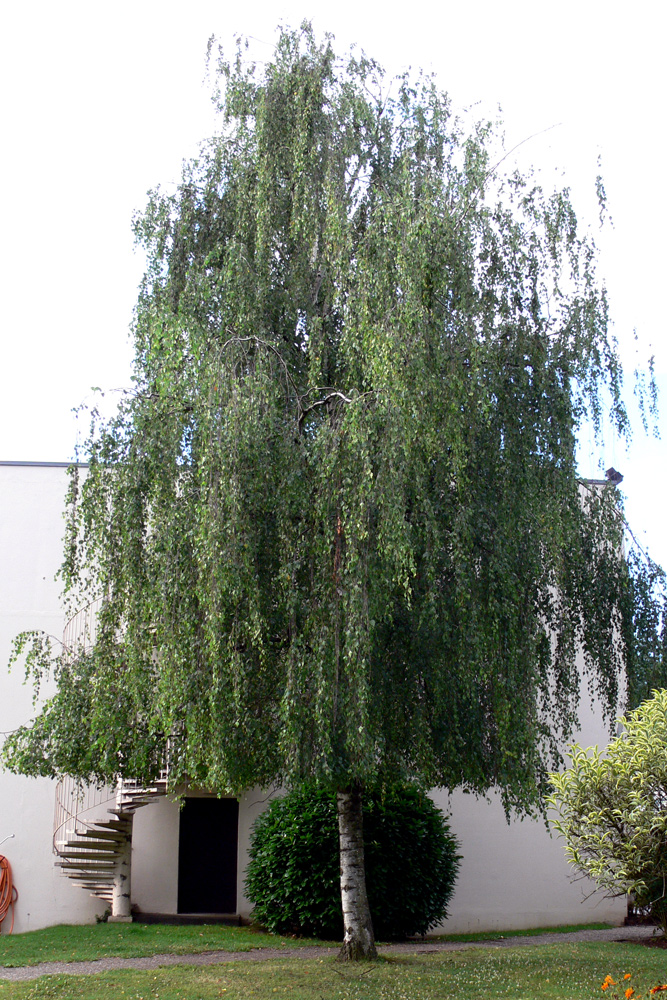Image of Betula pendula specimen.