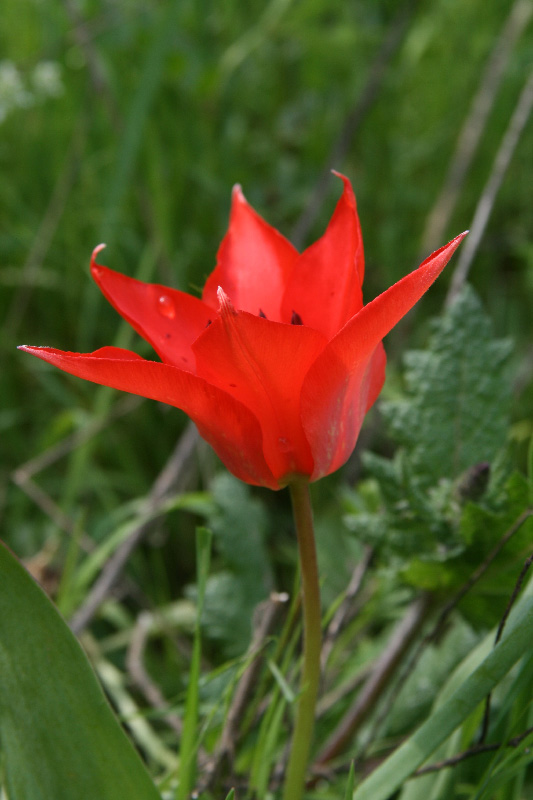 Изображение особи Tulipa ingens.
