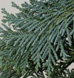 Chamaecyparis lawsoniana. Побеги ('Alumii'). Германия, г. Кемпен, живая изгородь. 16.11.2012.