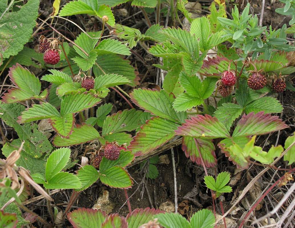 Image of Fragaria viridis specimen.