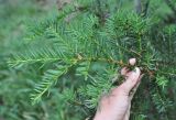 Taxus cuspidata. Ветвь. Хабаровский край, Амурские столбы, смешанный лес. 22.07.2012.