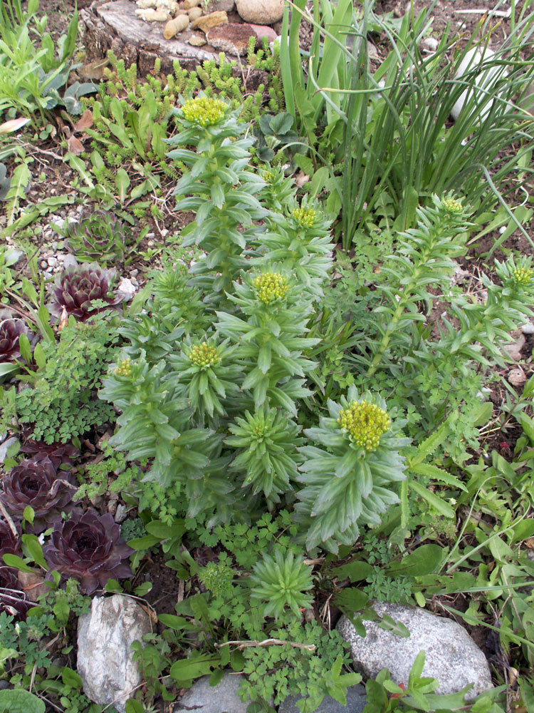 Изображение особи Rhodiola litwinowii.