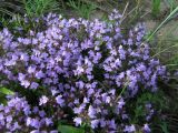 genus Thymus. Цветущие растения на песчаном берегу. Иркутская обл., г. Бодайбо, р. Витим, у паромной переправы. 07.07.2012.