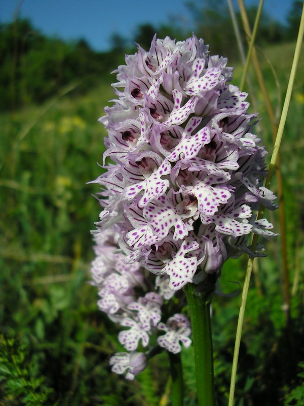 Image of Neotinea tridentata specimen.