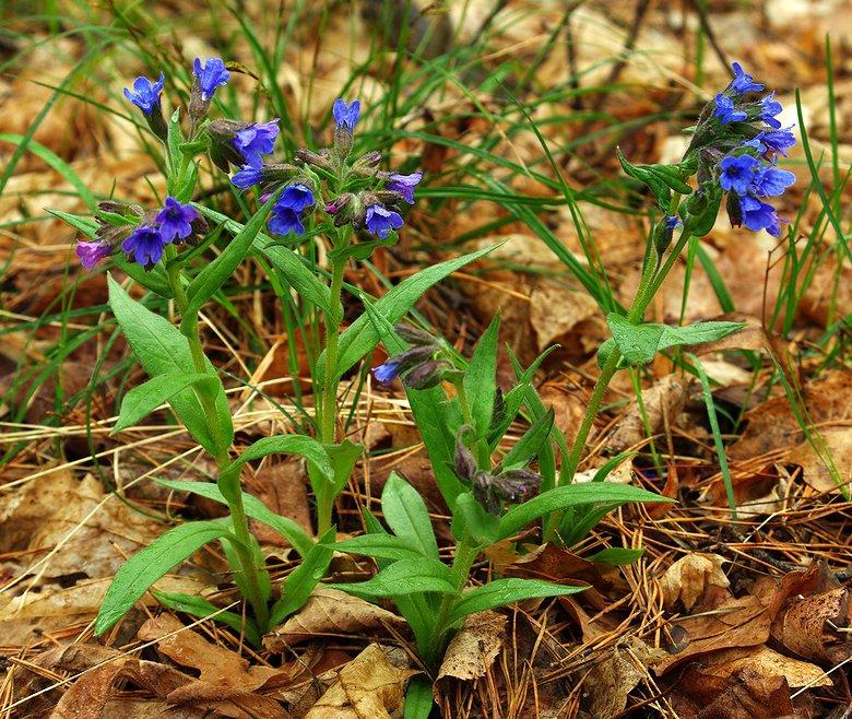 Image of Pulmonaria angustifolia specimen.