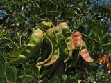 Caesalpinia spinosa