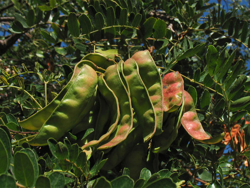 Изображение особи Caesalpinia spinosa.