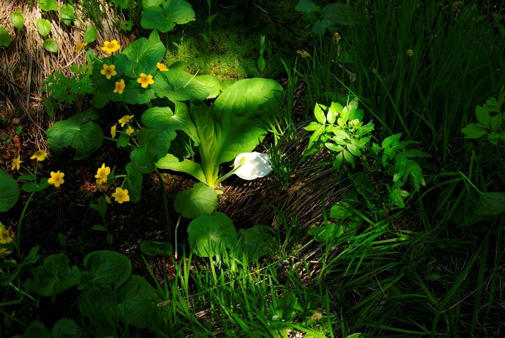 Image of Lysichiton camtschatcensis specimen.