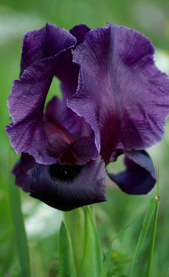 Image of Iris haynei specimen.