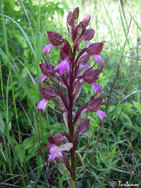 Image of Himantoglossum comperianum specimen.