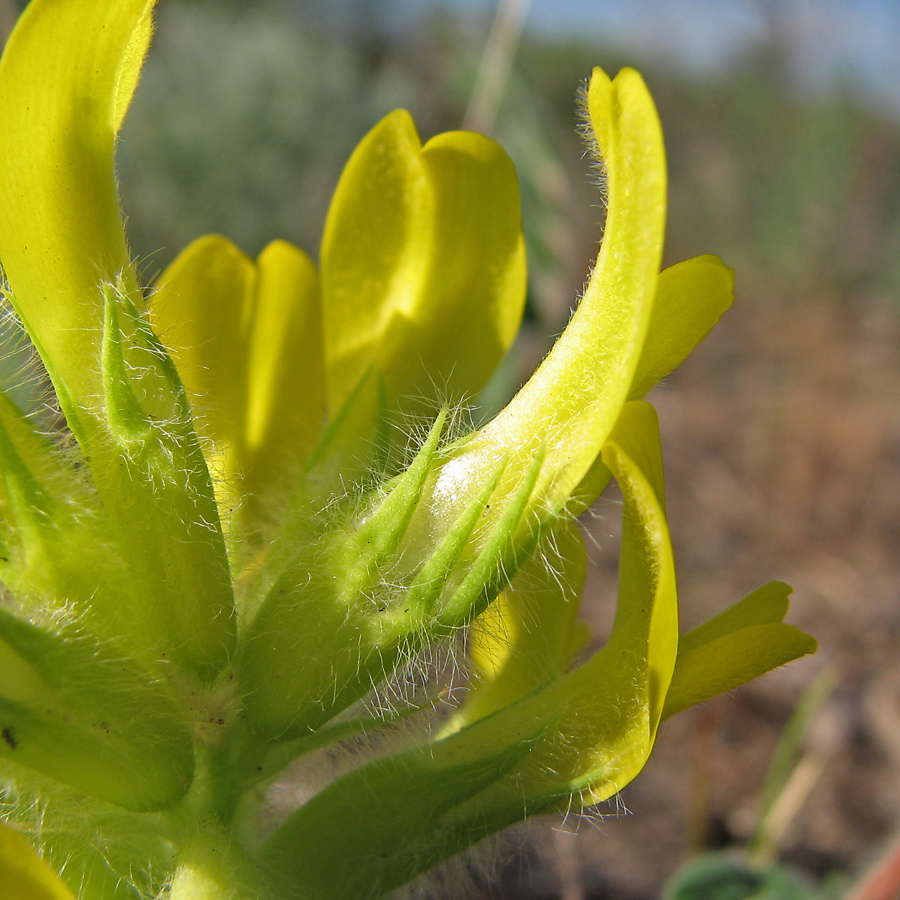 Изображение особи Astragalus tanaiticus.