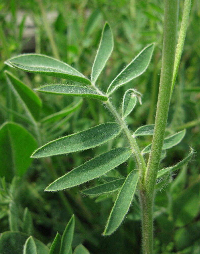 Image of Anthyllis macrocephala specimen.