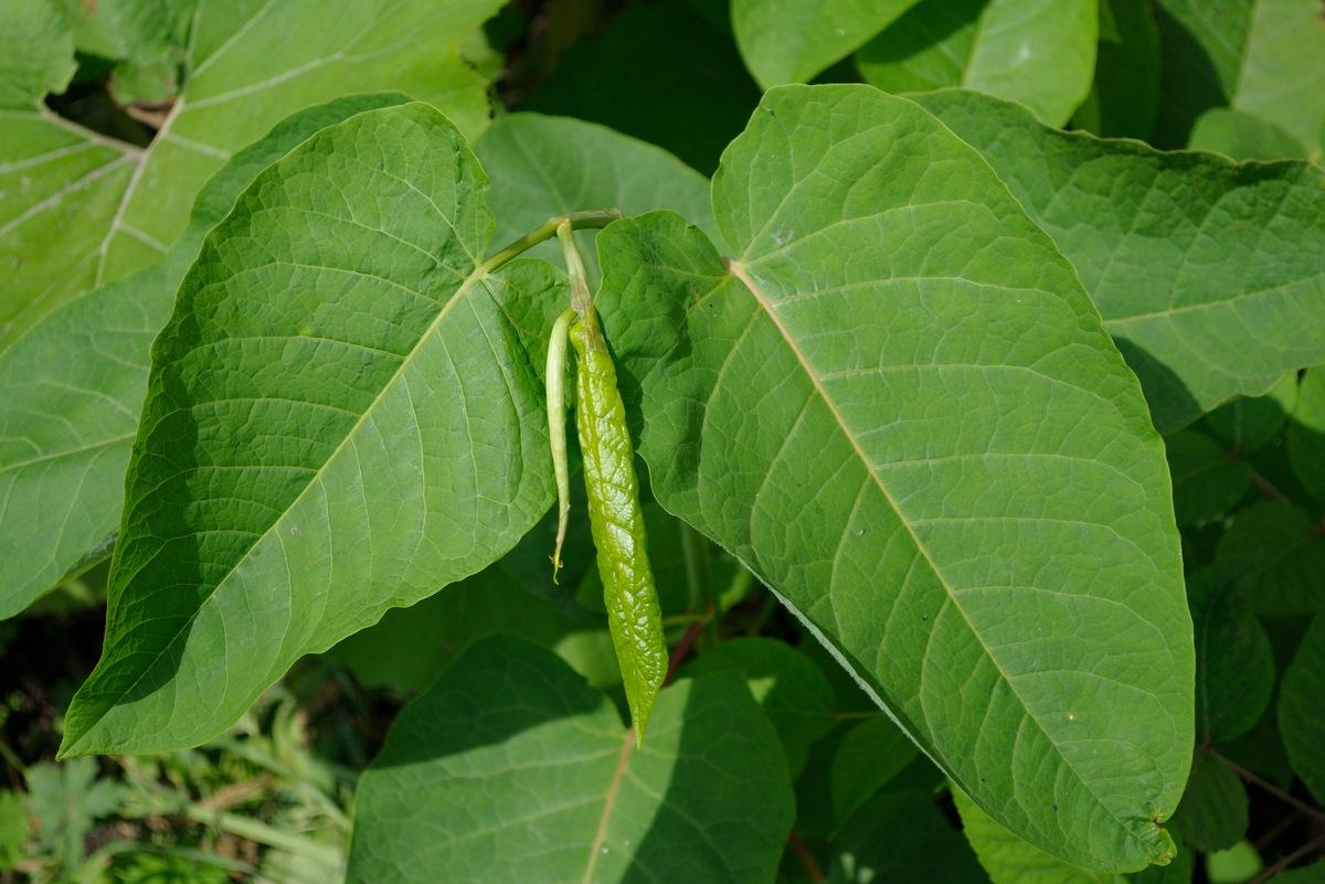 Изображение особи Reynoutria sachalinensis.