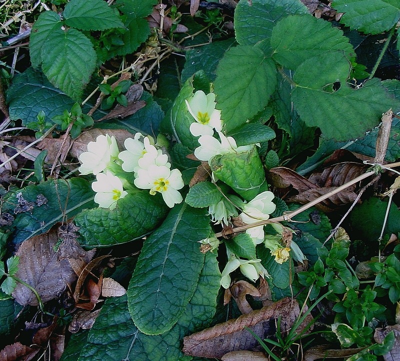 Image of Primula vulgaris specimen.