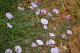 Convolvulus cantabrica