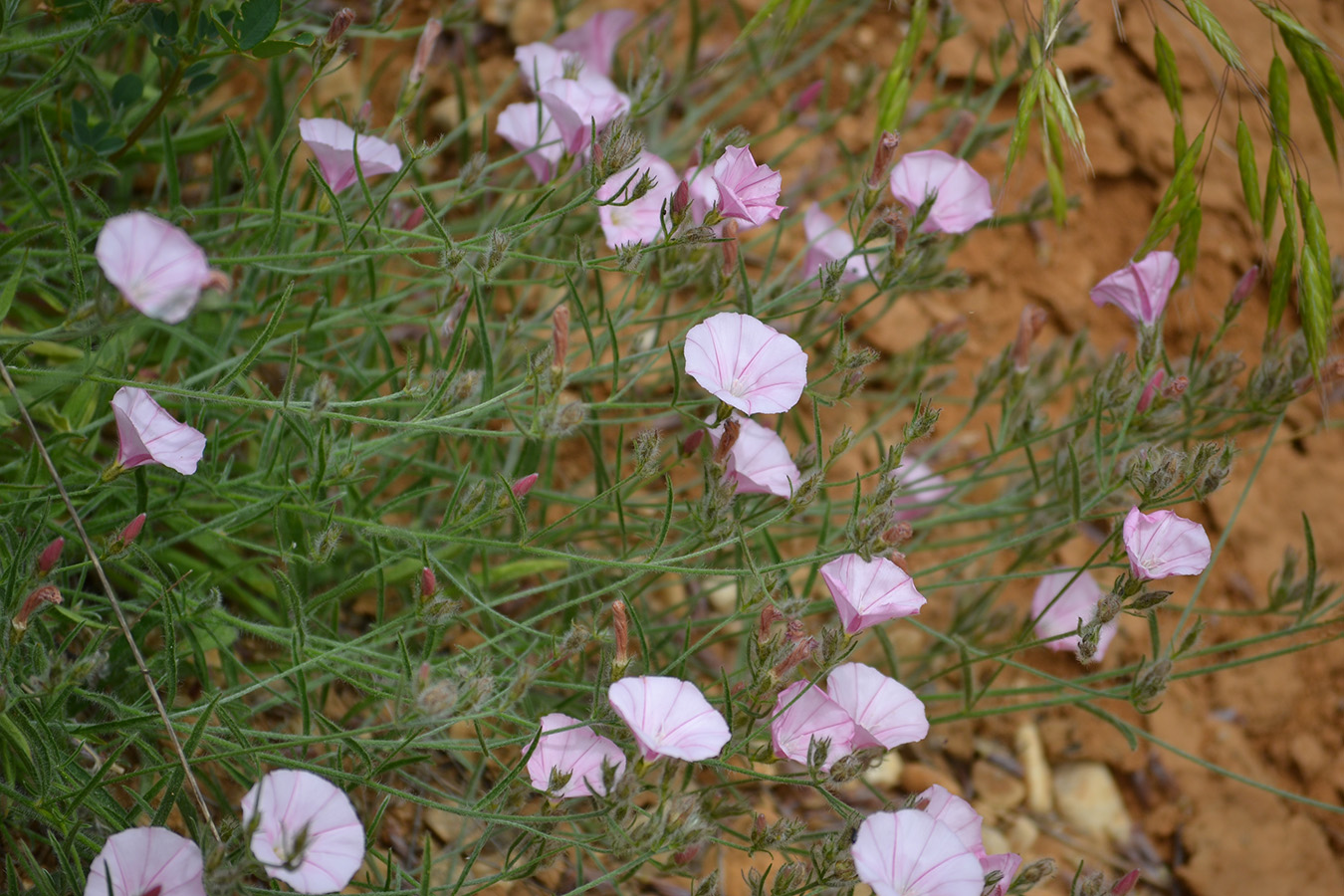 Image of Convolvulus cantabrica specimen.