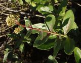 Hylotelephium stepposum. Растение с нераспустившимся соцветием. Украина, Одесская обл., г. Белгород-Днестровский, стена крепостного рва. 21.06.2013.