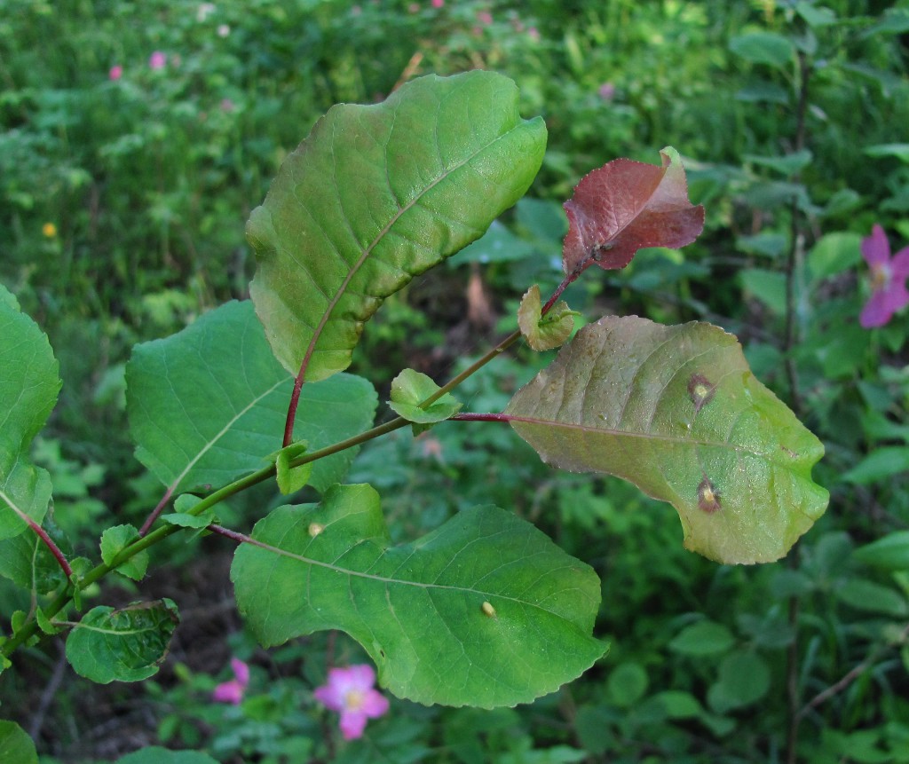 Image of Salix pyrolifolia specimen.