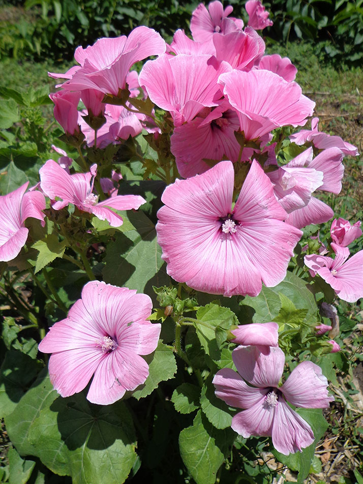 Image of Malva trimestris specimen.
