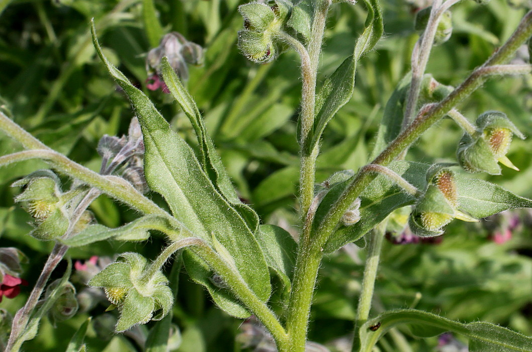 Image of Cynoglossum officinale specimen.