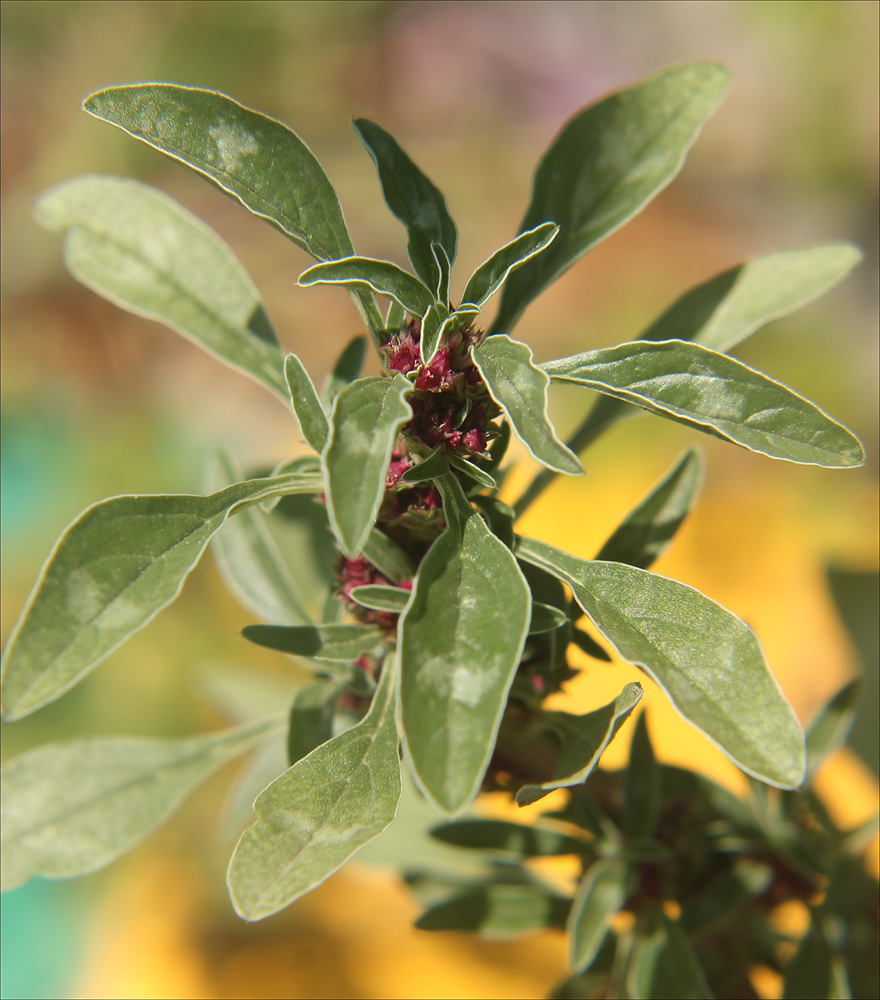 Image of Amaranthus graecizans specimen.