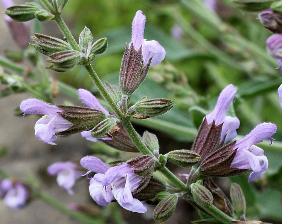 Image of Salvia officinalis specimen.