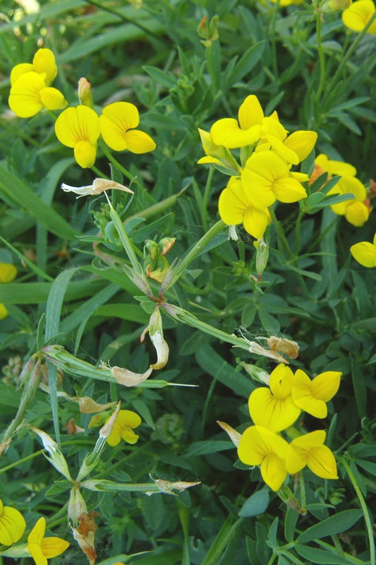 Изображение особи Lotus corniculatus.