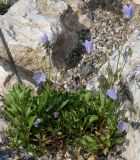 Campanula cochleariifolia