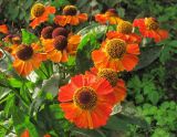 Helenium autumnale