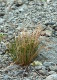 Juncus trifidus. Цветущее растение с прошлогодними плодами. Кольский п-ов, Хибины, подножие у южного склона массива Кукисвумчорр. 18.06.2013.