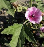 Althaea armeniaca