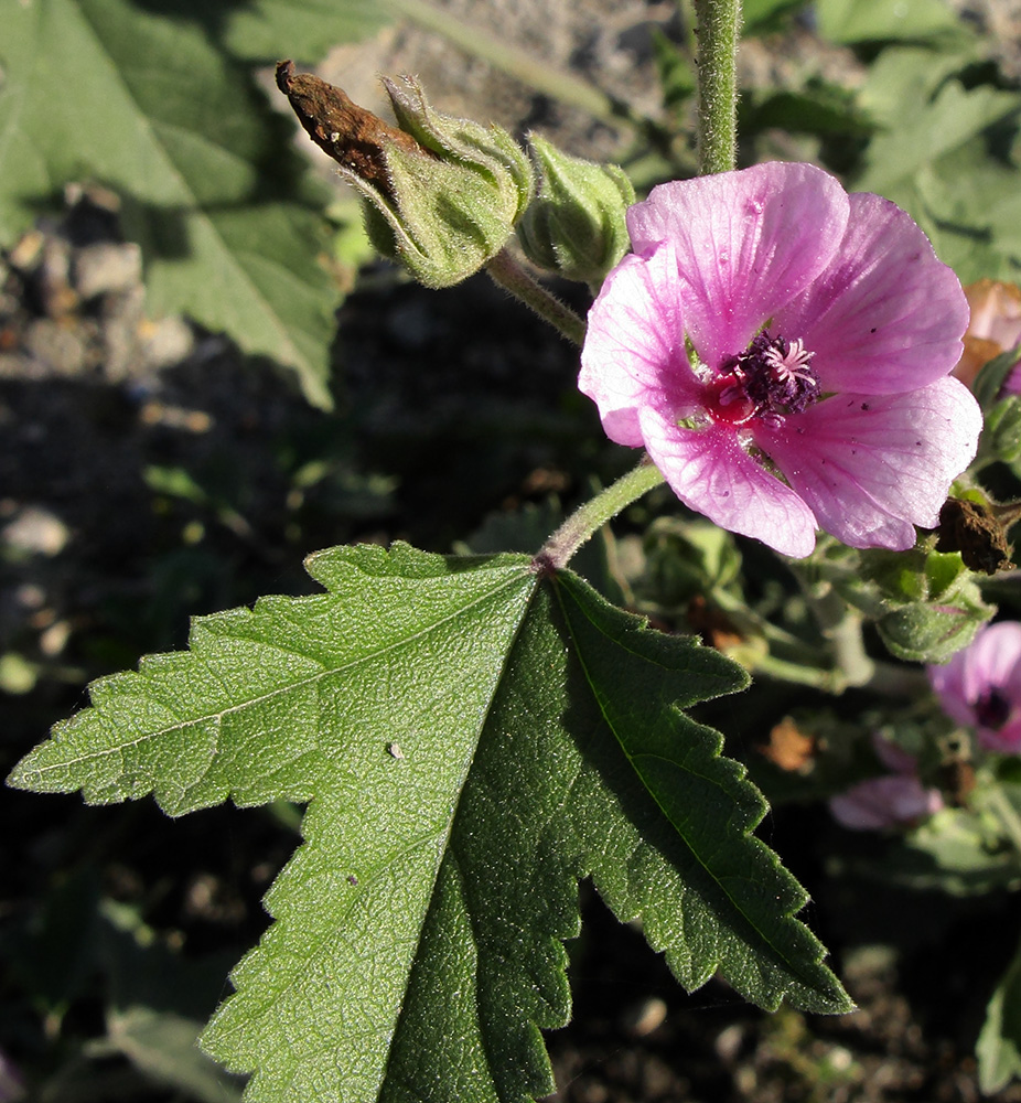 Image of Althaea armeniaca specimen.