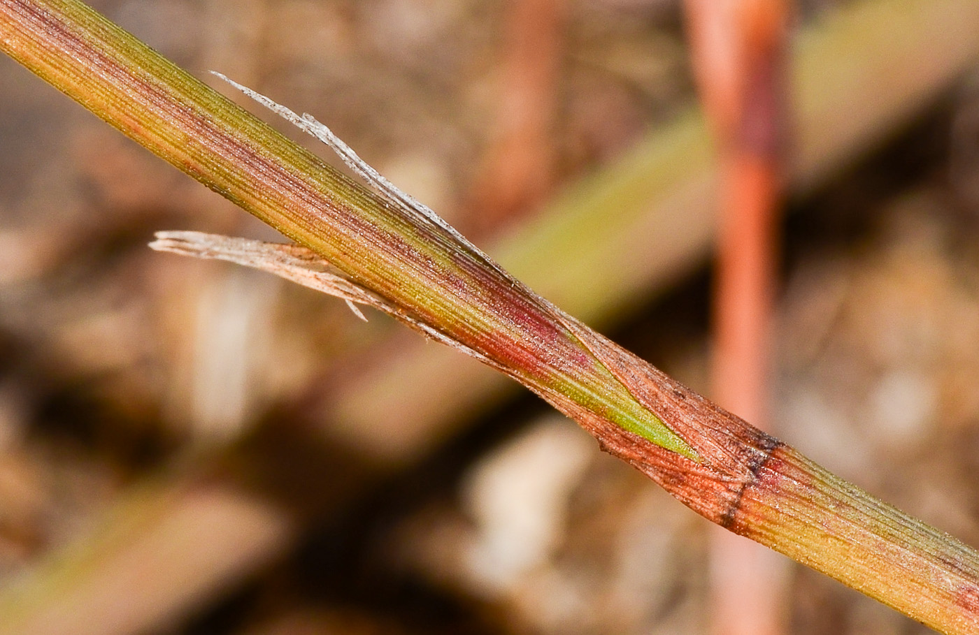 Изображение особи Polygonum equisetiforme.