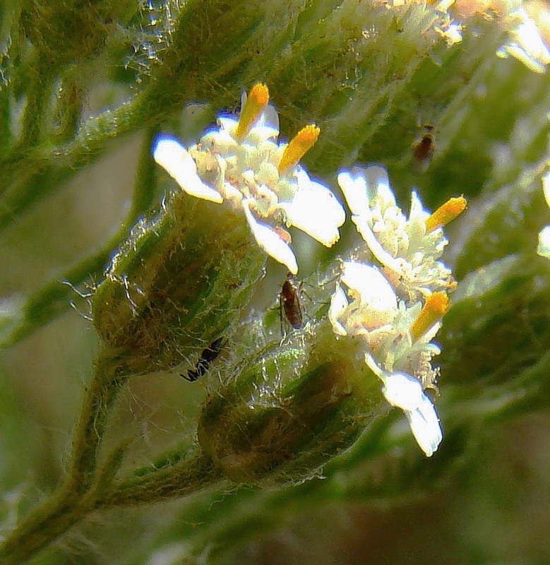 Изображение особи Achillea setacea.