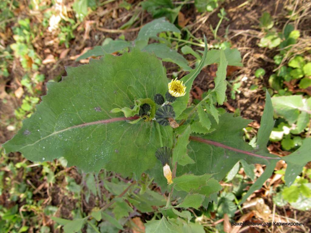 Изображение особи Sonchus oleraceus.