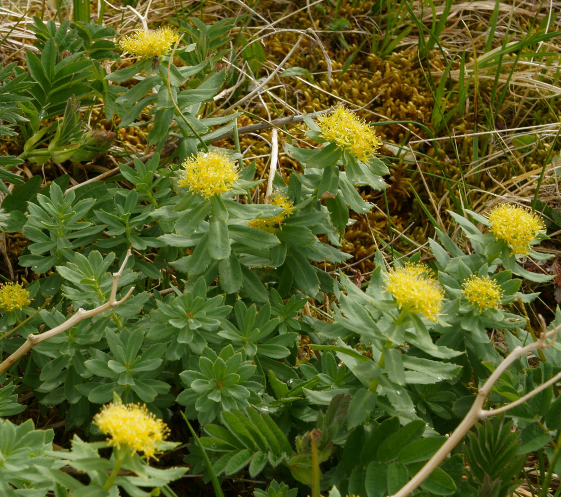 Изображение особи Rhodiola rosea.