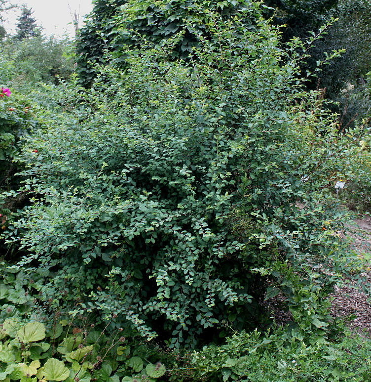 Image of Spiraea &times; vanhouttei specimen.