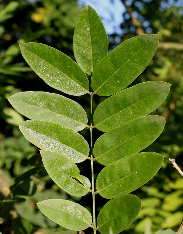 Image of Styphnolobium japonicum specimen.