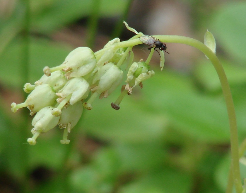 Изображение особи Orthilia secunda.