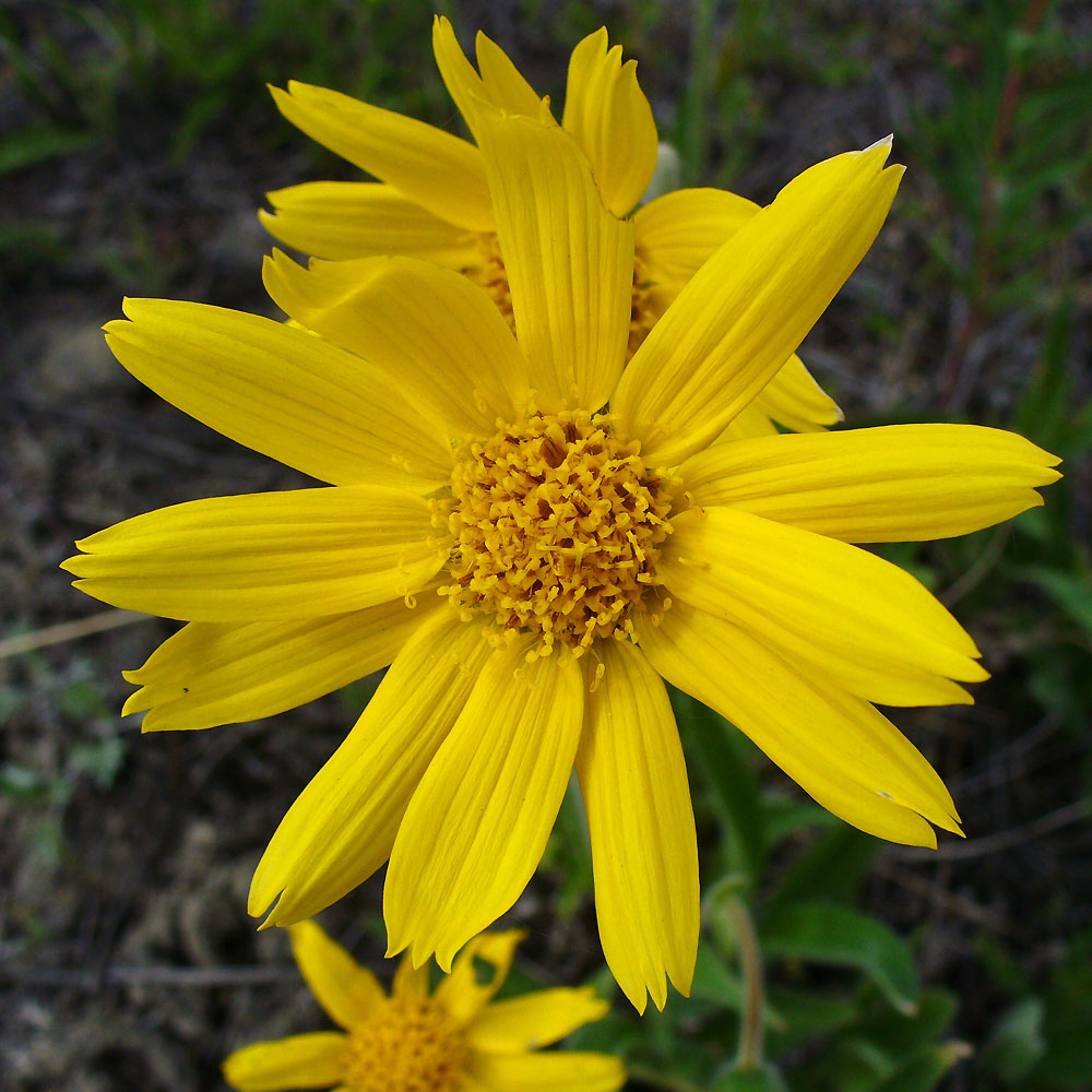 Image of Arnica iljinii specimen.