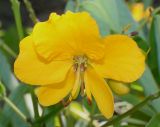 Senna × floribunda