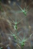 Aegilops biuncialis