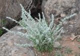 Aerva lanata. Цветущее растение. Сокотра, плато Хомхи. 29.12.2013.