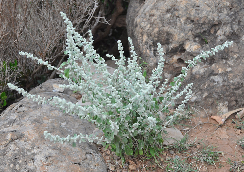 Image of Aerva lanata specimen.