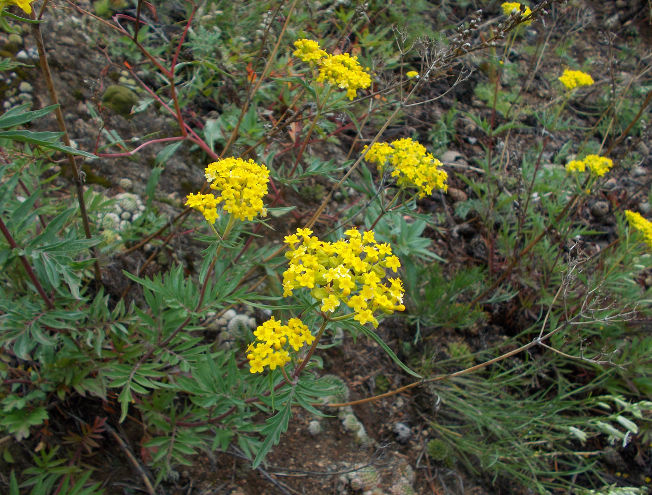 Изображение особи Patrinia rupestris.