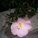 Oenothera speciosa. Распустившееся и нераспустившиеся соцветия. Греция, Центральная Македония, ном Пиерия, окр. Платамонаса. 24.07.2013.