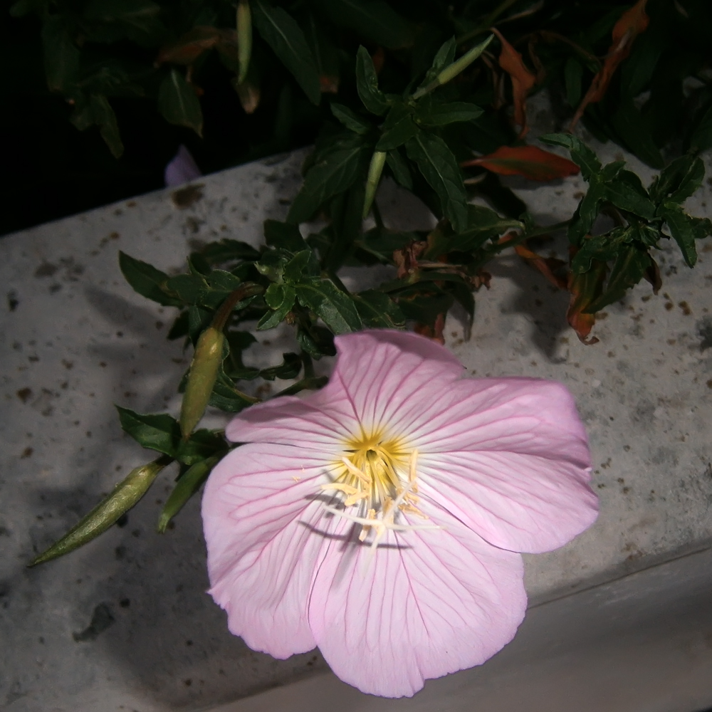 Image of Oenothera speciosa specimen.