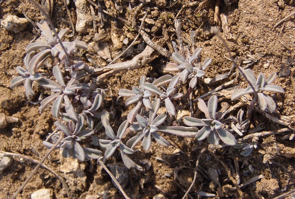 Image of Linum czernjajevii specimen.