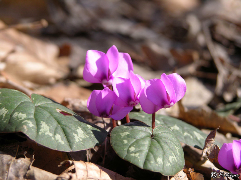 Image of Cyclamen coum specimen.